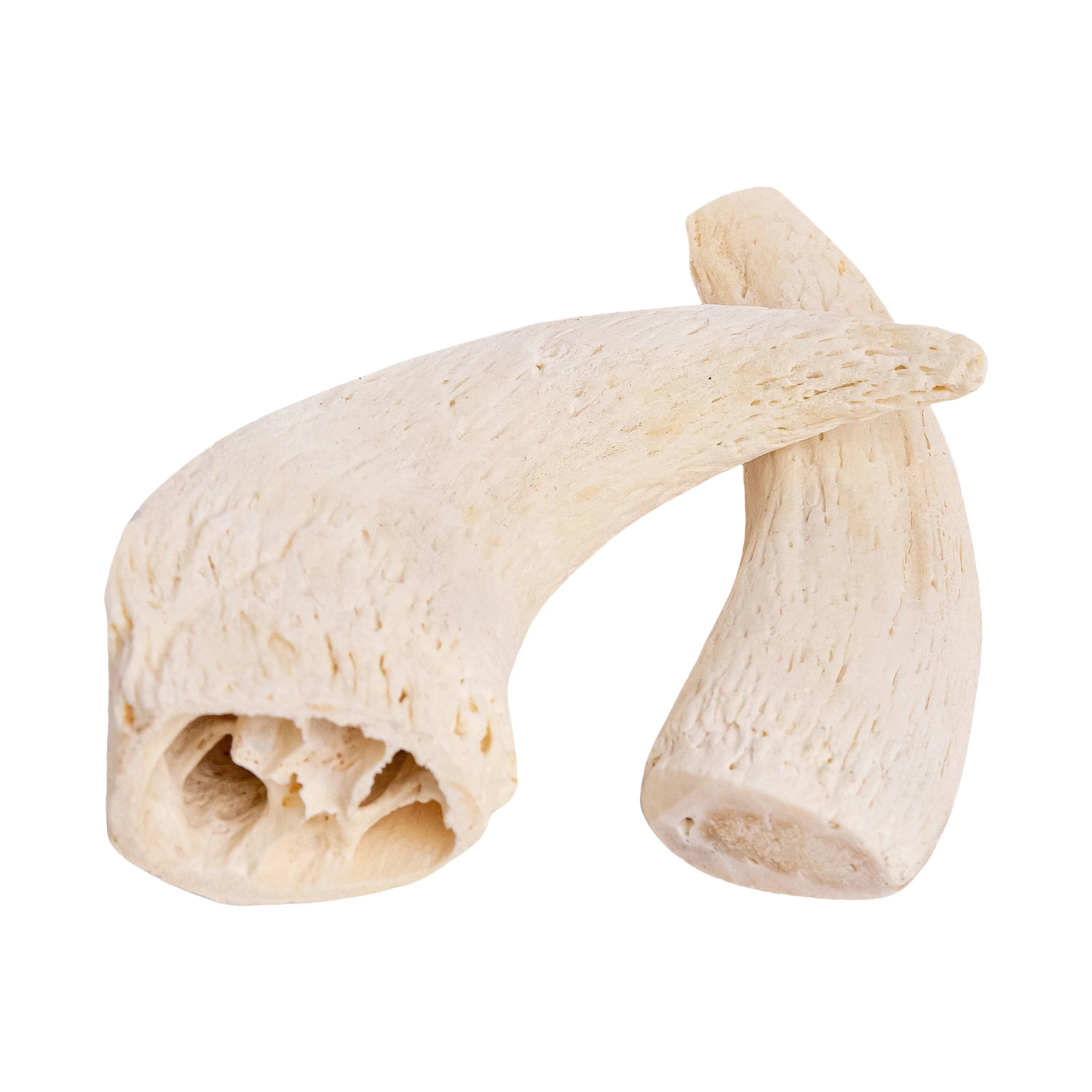 Close-Up of Crunchy Horn Core – Long-Lasting Chew for Dogs