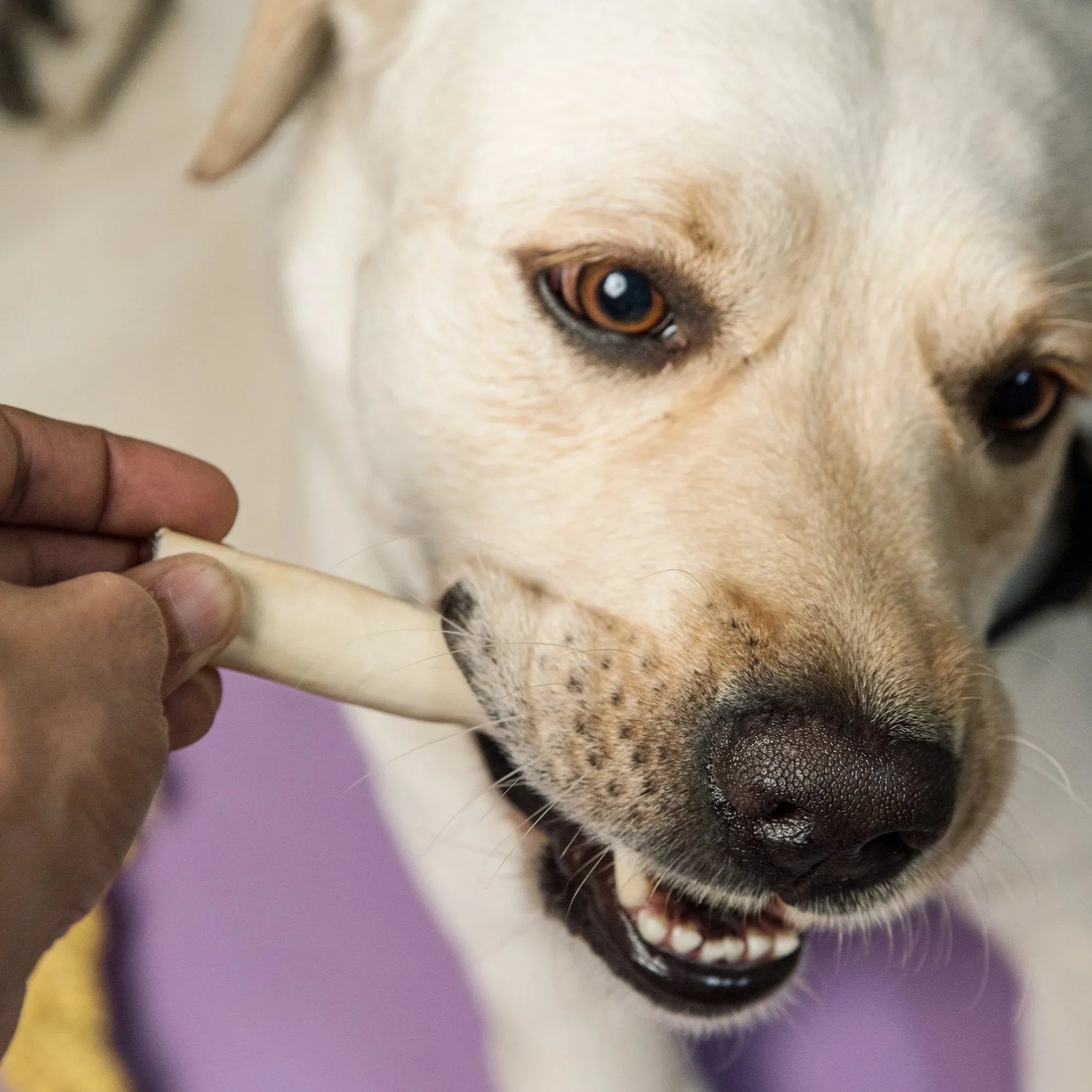 Twisty Tail Munchies – Dog Chewing Buffalo Tail Treat