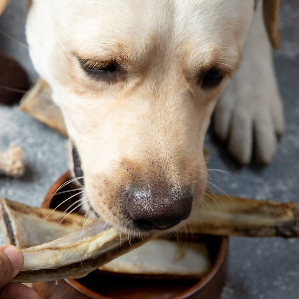 Dog Eating Bonanza Bone Bite – Healthy, High-Protein Chew