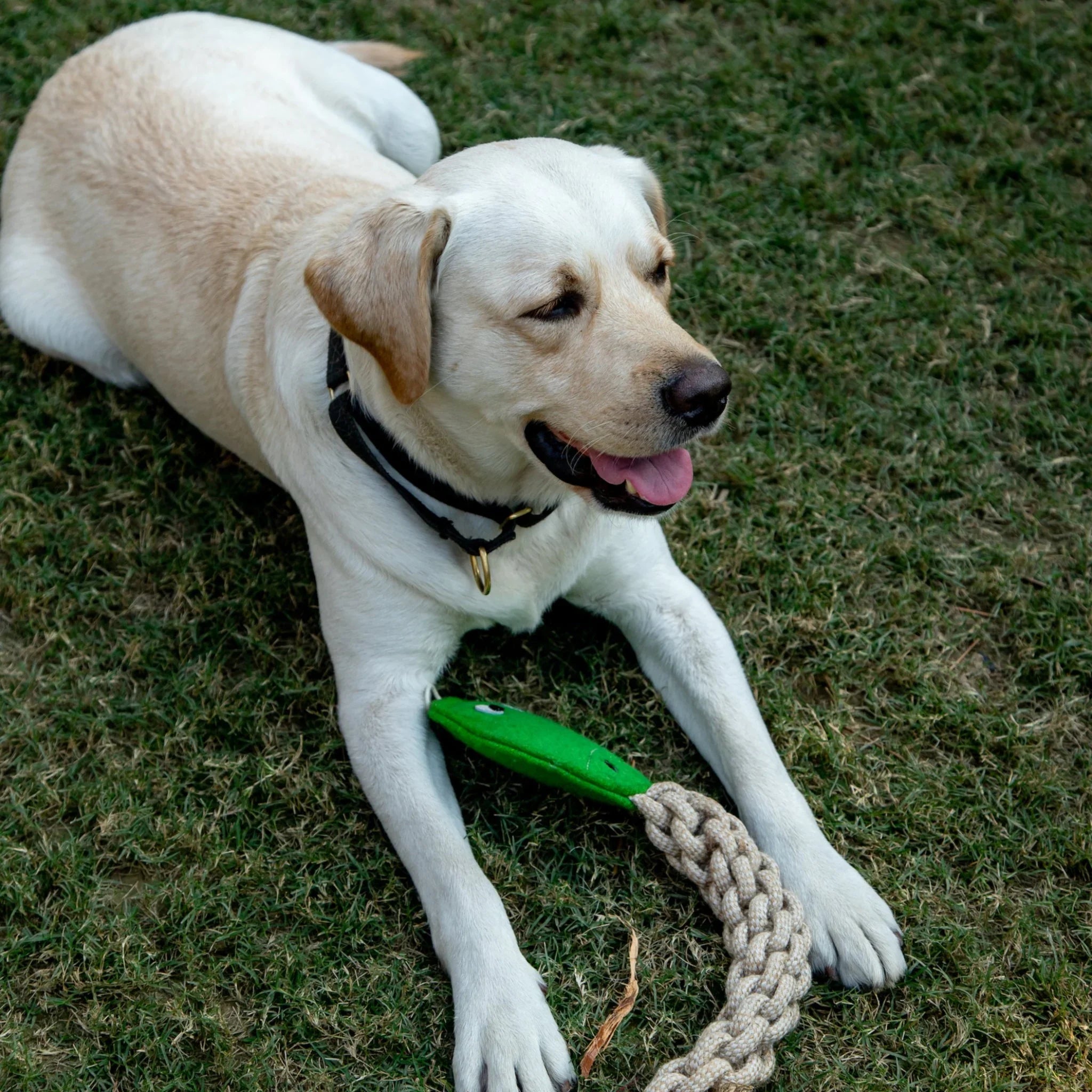 Close-Up of Turtle Long Ropey – Eco-Friendly Dog Chew Toy