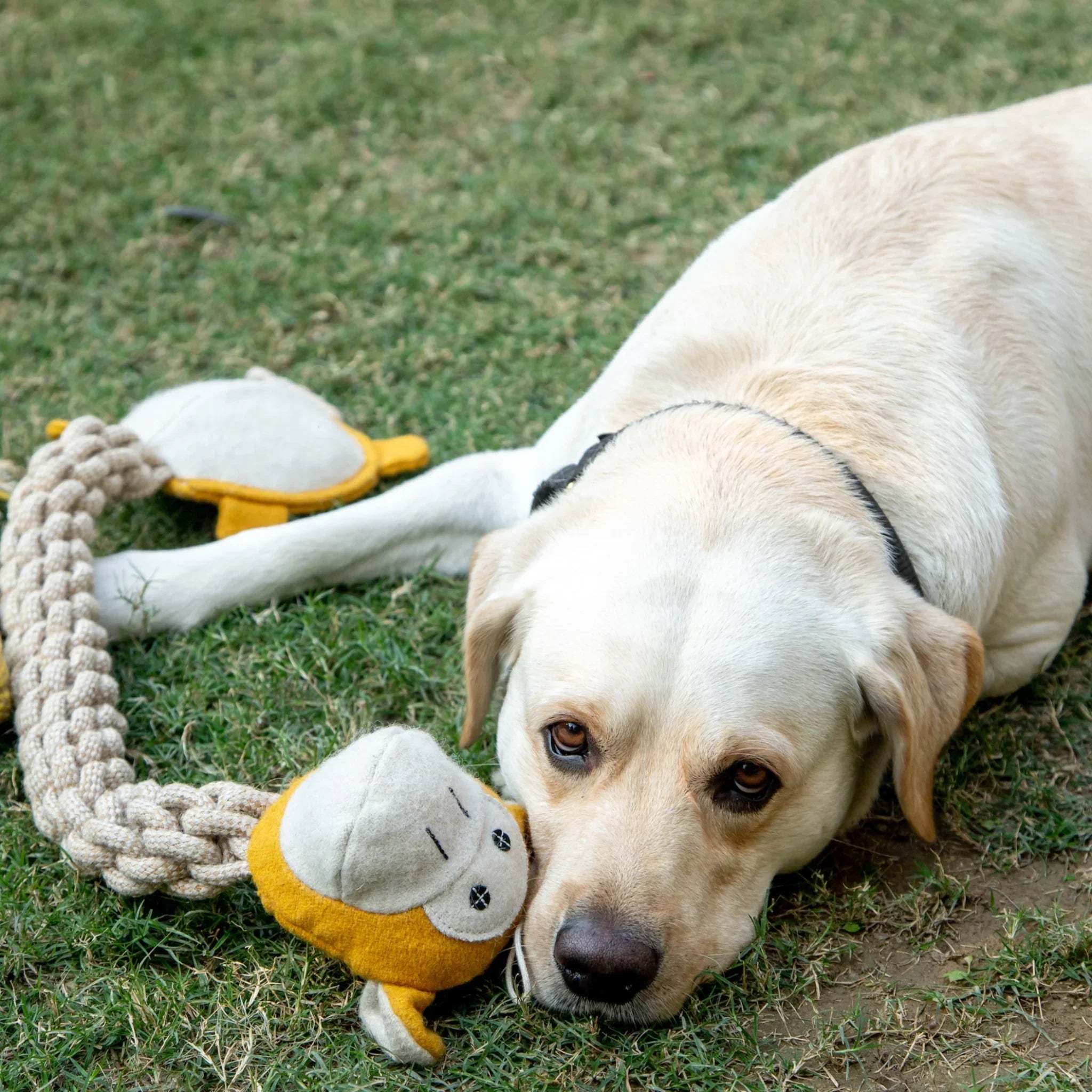 Monkey Long Ropey – Rope Dog Toy for Tugging and Chewing