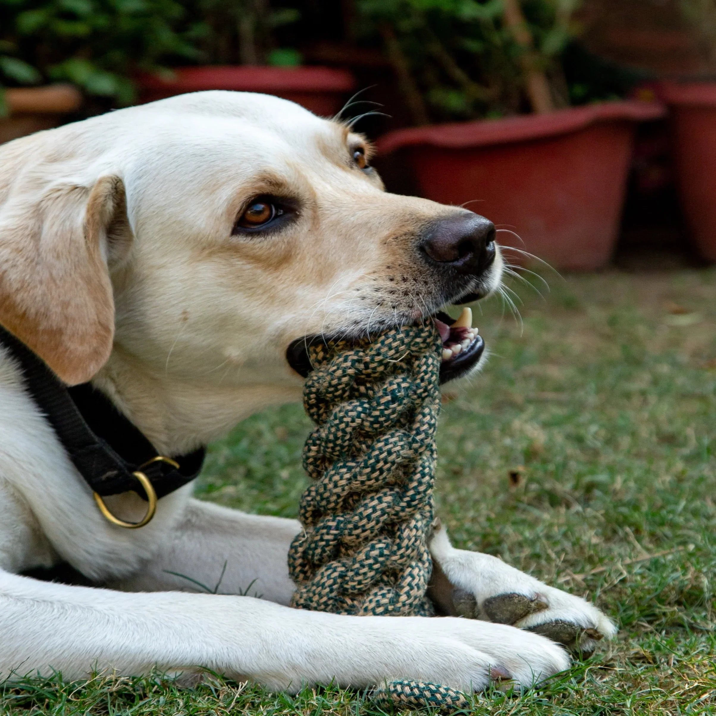 Rope Dummy Toy – Green Cotton and Jute Rope Tug Toy for Dogs